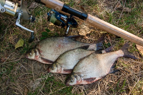 Preview: Catching Freshwater Fish And Fishing Rods With Reels On Green Grass. Several Bream Fish On Natural