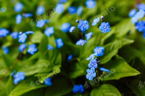 Preview: Navelwort Or Omphalodes Linifolia Blue Flowers In Spring Garden. Opmhalodes Vesna Moench Variety