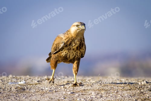 Preview: Wild Bird Hawk Blue Sky Background Long-Legged Buzzard / Buteo Rufinus