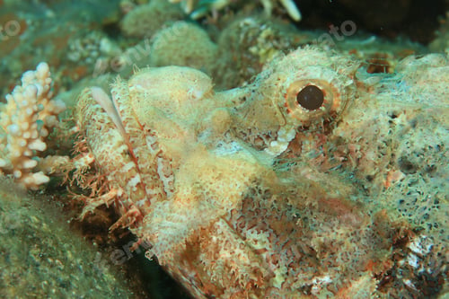 Preview: Smallscale Scorpionfish (Scorpaenopsis Oxycephala)