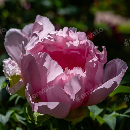 Preview: Peony Tree (Paeonia X Suffruticosa), Or Semi-Shrub Is A Hybrid Species Belonging To The Genus Peony