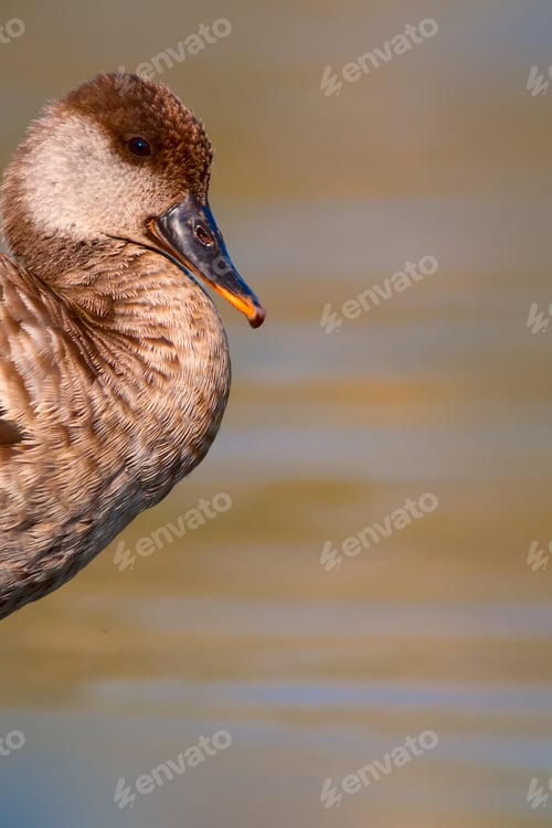 Preview: Cute Duck. Nature Background.