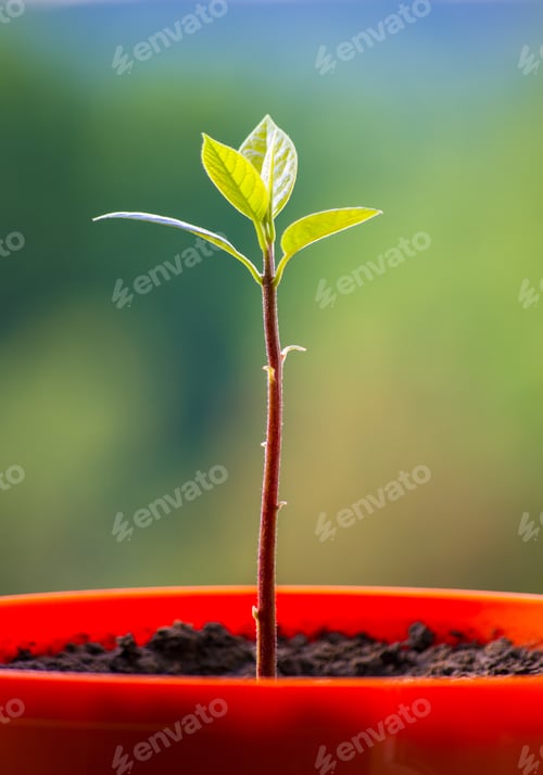 Preview: Macro Of Little Sprout Avocado Persea Gratissima In A Red Flower Pot On The Window