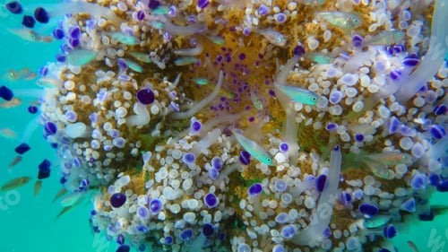 Preview: Underwater Photo Of Tropical Jellyfish With Turquoise And Sapphire Colours Surrounded By Small Fish