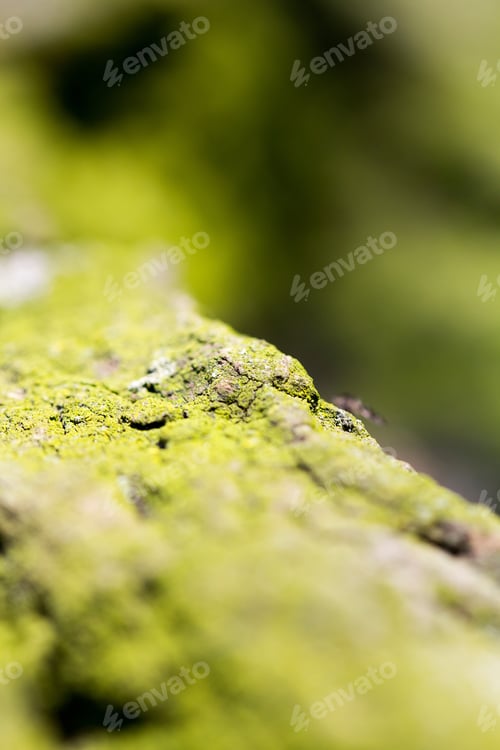 Preview: Abstract Composition With Green Moss On Tree Bark - Texture And Background With Very Soft Focus