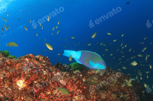 Vista previa: Parotfish Coral Reef Fish Underwater Sea Ocean