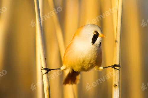 Preview: Bearded Funny Bird. Yellow Reeds Background.