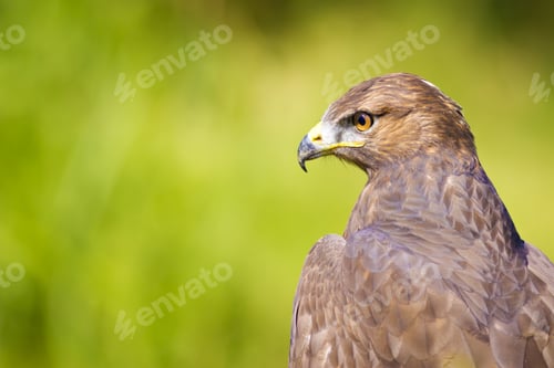 Preview: Hawk Portrait. Green Nature Background Long Legged Buzzard / Buteo Rufinus