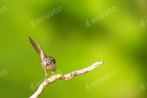 Preview: Cute Little Bird. Isolated Images. Green Nature Background.