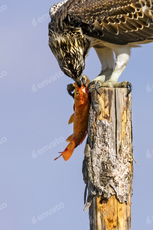 Preview: Bird Of Prey. Eagle Osprey And Its Hunt. Blue Sky Background. Eagle: Western Osprey Pandion