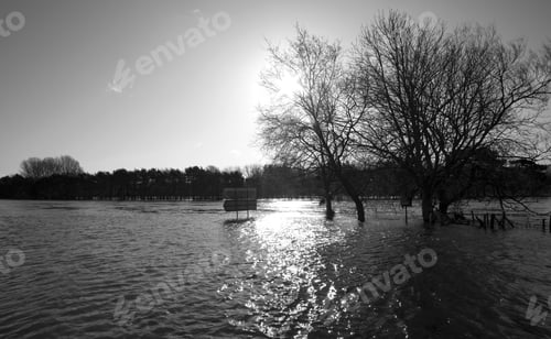 Preview: Flooded River And Trees Image