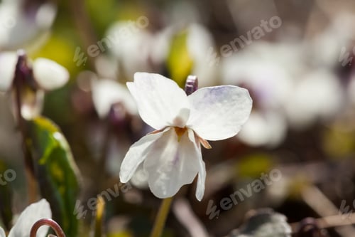 Preview: Viola Odorata - Plant With Beautiful Spring Flowers - Blue Or White