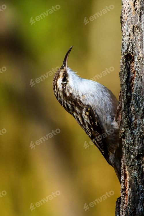Preview: Cute Bird Climbing Tree Short Toed Treecreeper / Certhia Brachydactyla