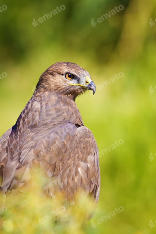 Preview: Bird Of Prey. Green Nature Background Long Legged Buzzard / Buteo Rufinus
