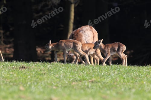Preview: Big European Mouflon On The Grassland Wild Animal In The Nature Habitat, Saxony , Germany
