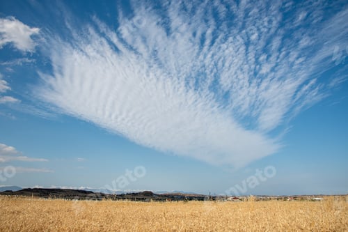 Preview: Agricultural Meadow Field With Dray Cereal Plants Ready To Be Collected, Against A Cloudy Sky