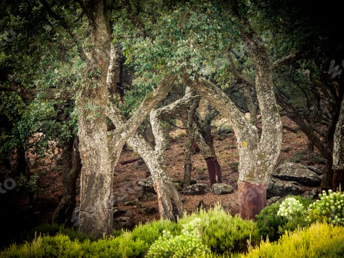 Preview: Cork Oaks In The Andalusian Countryside. "Natural Park Of Cork Oaks", Algeciras, Cádiz, Andalusia