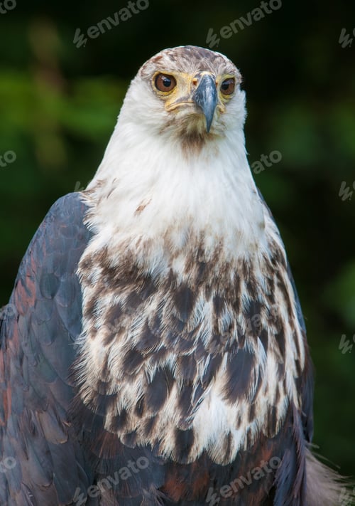 Preview: African Fish Eagle (Haliaeetus Vocifer)