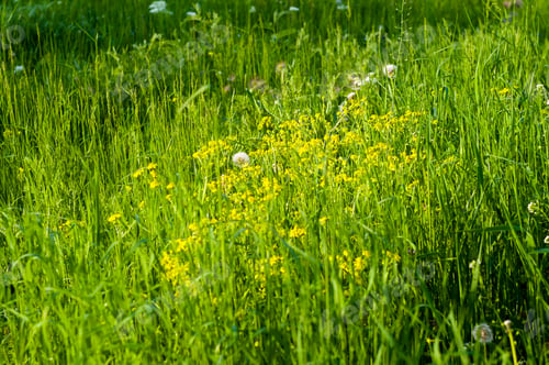 Preview: Spring Blooming Field - Bright Green Plants, Grass And Wildflowers With Young Foliage On A Bright