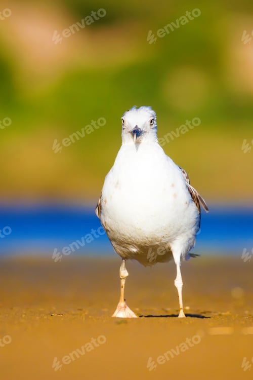 Preview: Cute Bird Seagull. Blue, Yellow, Green Nature Background. Yellow Legged Gull / Larus Michahellis
