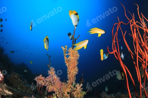 Preview: Coral Reef Underwater And Fish In Ocean