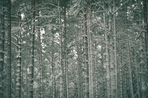 Preview: Cold Winter Forest In Mist With Snow Covered Tree Trunks