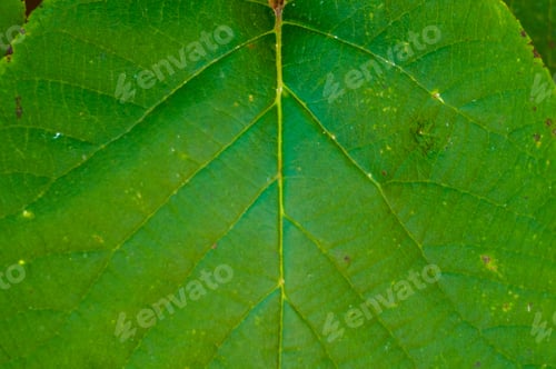 Preview: Green Kiwi Leaves On The Vine, Close Up