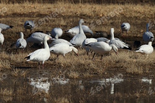 Preview: Snow Geese Bosque Del Apache, New Mexico Usa
