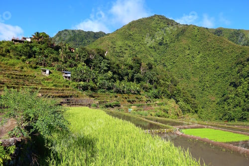 Preview: Rice Terraces In Philippines. Rice Paddies Valley Of Batad.