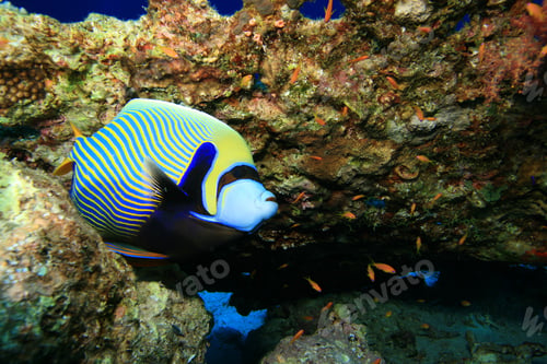 Vista previa: Emperor Angelfish (Pomacanthus Imperator)