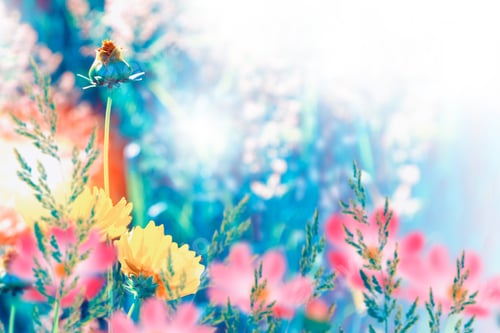 Preview: Colorful Cosmos Flowers On A Background Of Summer Landscape. Nature