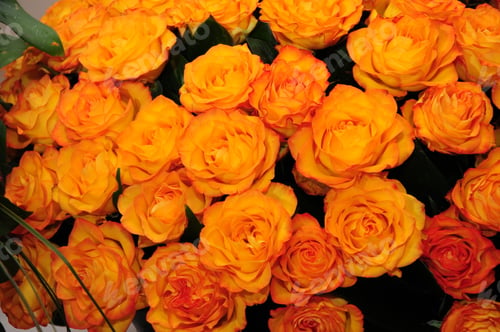 Preview: Bouquet Of Orange Roses
