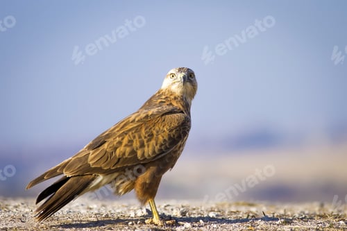 Preview: Wild Bird Hawk Blue Sky Background Long-Legged Buzzard / Buteo Rufinus