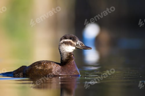 Preview: Duck Swimming In Lake. Cute White Headed Duck. Nature Colors Background. White Headed Duck Oxyura