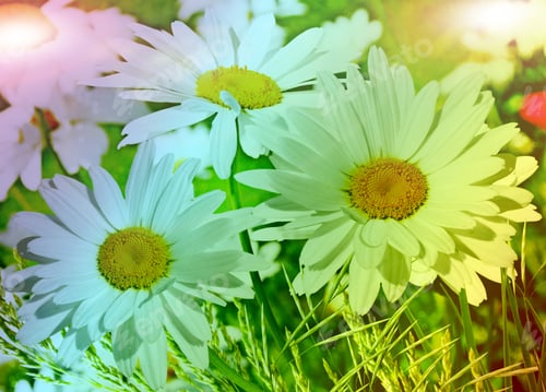 Preview: Wildflowers Daisies