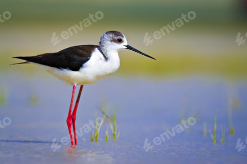 Preview: Cute Bird Black Winged Stilt. Nature Background Black Winged Stilt Himantopus Himantopus