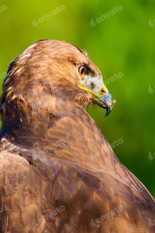 Preview: Bird Of Prey. Portrait Of Buzzard. Green Nature Background.