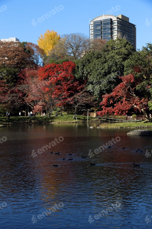 Visualização: Autumn In Tokyo, Japan - Koishikawa Korakuen Garden.