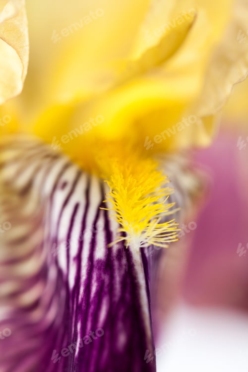 Preview: Beautiful Iris Flower With Details
