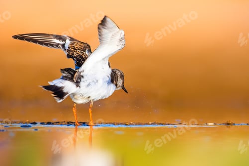 Preview: Cute Water Bird. Nature Background. Open Wings.