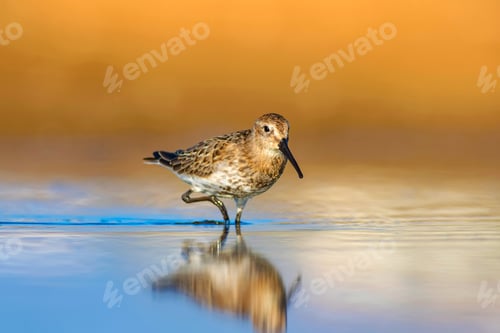 Preview: Colorful Nature And Water Bird. Blue Water, Yellow Sand Background. Bird: Curlew Sandpiper
