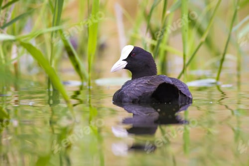 Preview: Common Water Bird. Green Water Habitat Background. Bird: Eurasian Coot. Fulica Atra.
