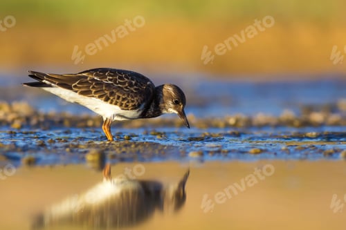 Preview: Cute Water Bird. Colorful Nature Background. Bird: Ruddy Turnstone.