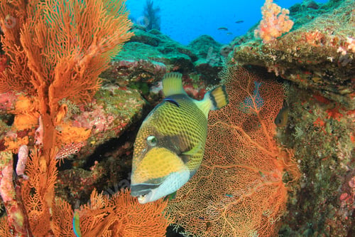 Preview: Coral Reef And Fish Underwater In Ocean
