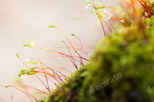 Preview: Abstract, Colorful Composition With Moss Flowers In Spring