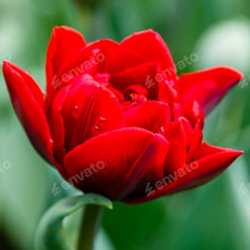 Preview: Red Flower Of Tulip Sort Red Princess. Hybrids Of Tulips - A Beautiful Spring Bulbs. Growing