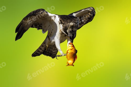 Preview: Osprey With Its Hunt. Isolated Bird. Green Yellow Nature Background. Bird: Western Osprey. Pandion