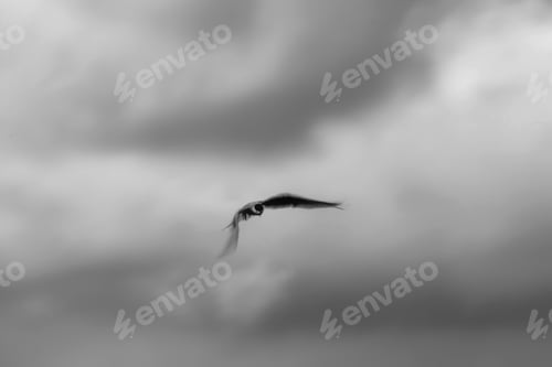 Preview: Flying Birds. Abstract, Emotional Nature Photograhy.
