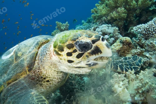 Preview: Hawksbill Turtle (Eretmochelys Imbricata) Feeding On Soft Corals