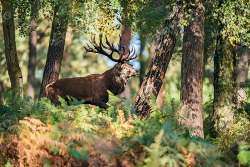 Preview: Red Deer Stag (Cervus Elaphus) In Ferns In Fall Forest.